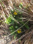 Trichocline catharinensis (1)