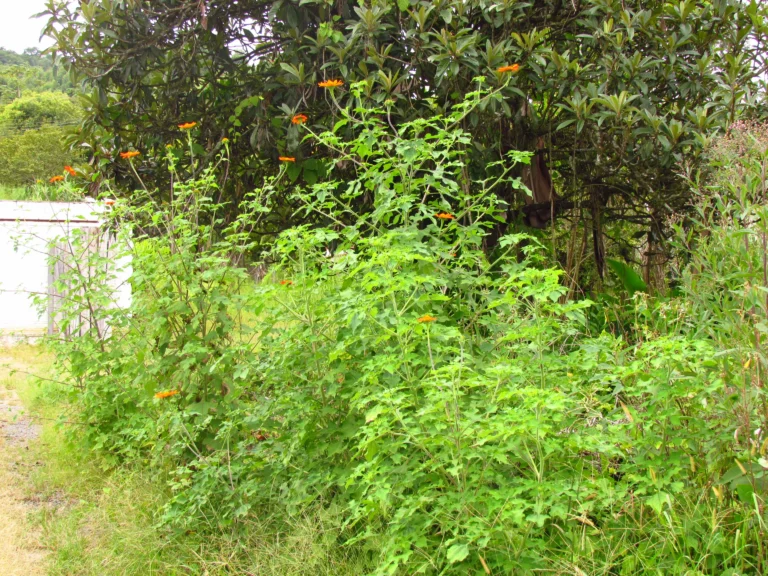 Tithonia rotundifolia (2)
