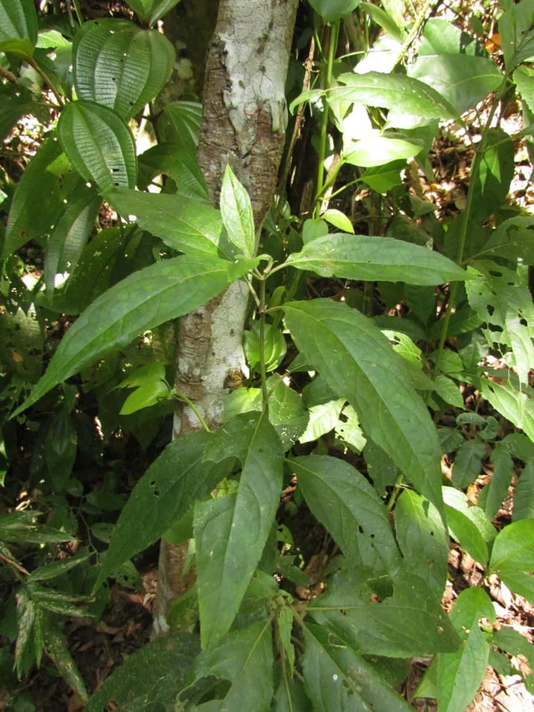 Tilesia baccata (15)