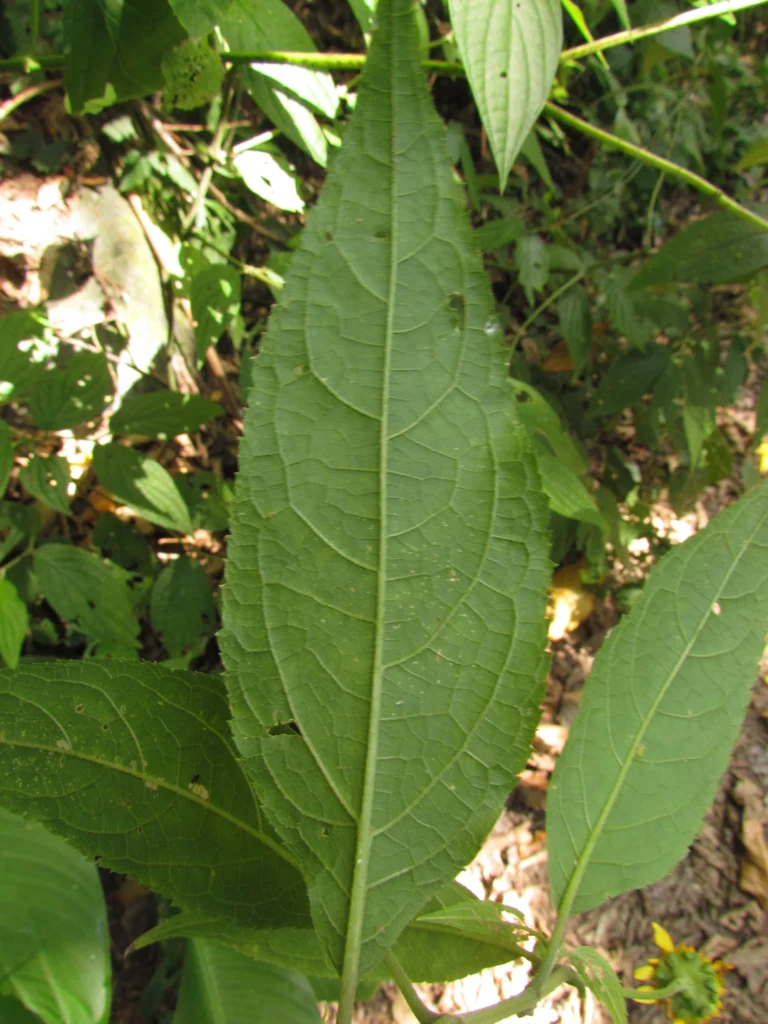 Tilesia baccata (11)