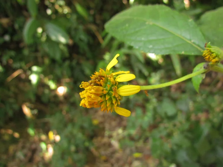 Tilesia baccata (9)