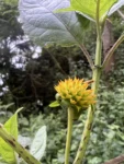 Tilesia baccata (7)