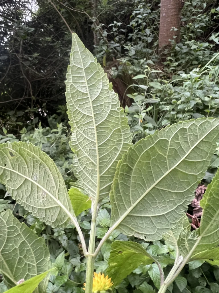 Tilesia baccata (8)