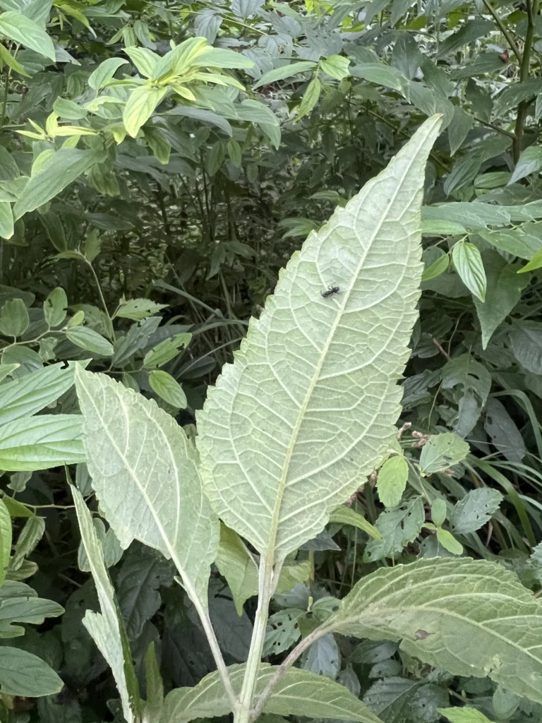 Tilesia baccata (5)
