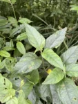 Tilesia baccata (4)
