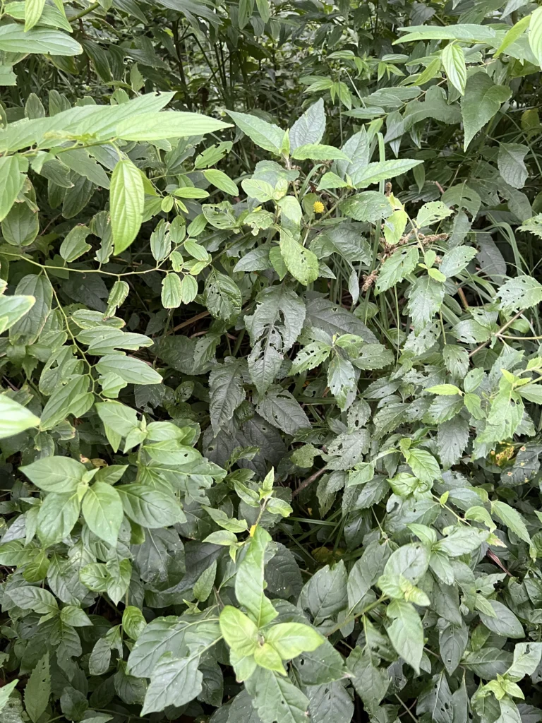 Tilesia baccata (1)