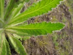 Stenachoenium riedelii (18)