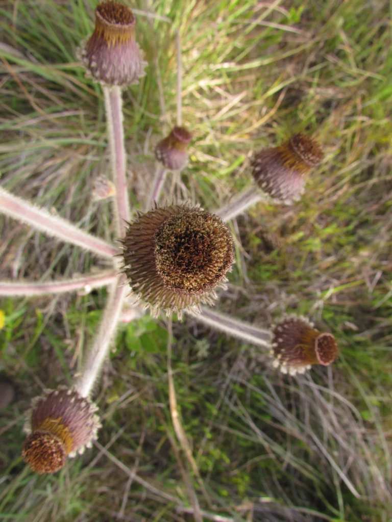 Stenachoenium riedelii (6)