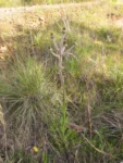 Stenachoenium riedelii (1)