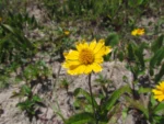 Spganeticola trilobata (11)