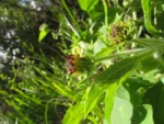 Smallanthus connatus (11)