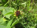 Smallanthus connatus (10)