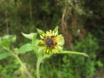 Smallanthus connatus (9)