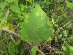 Smallanthus connatus (7)