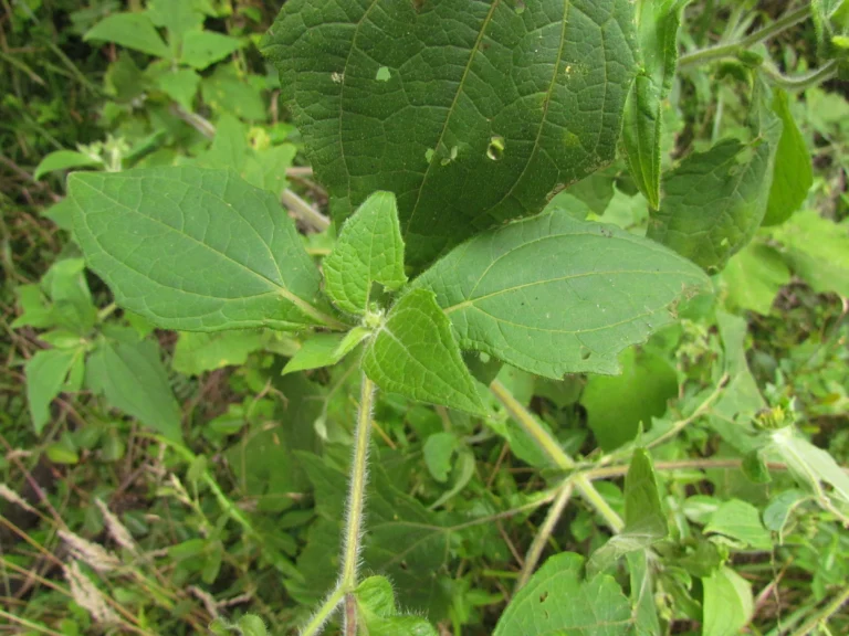 Smallanthus connatus (5)