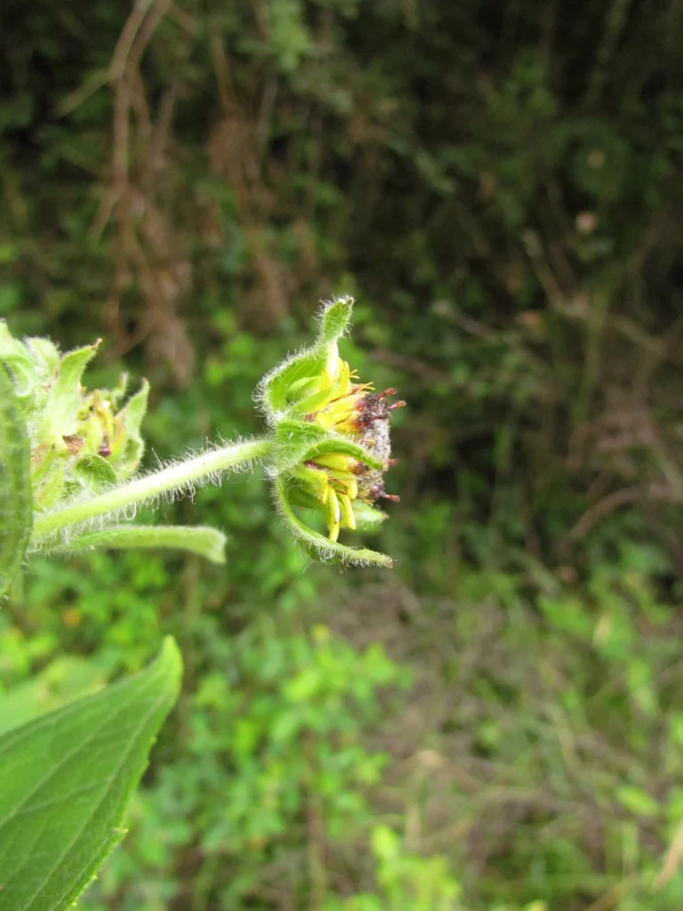 Smallanthus connatus (3)