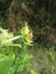 Smallanthus connatus (4)