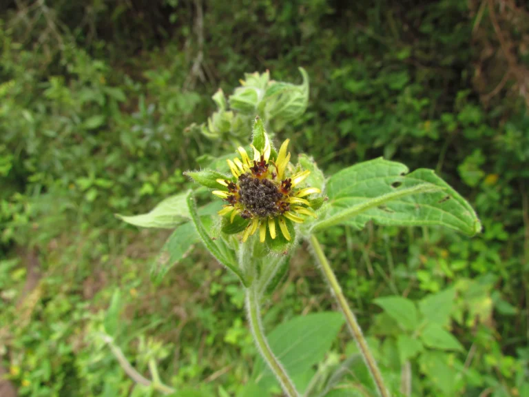 Smallanthus connatus (2)