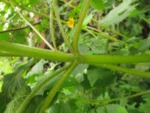 Smallanthus araucariophilus (29)