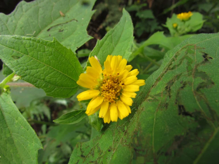 Smallanthus araucariophilus (28)