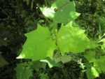 Smallanthus araucariophilus (15)