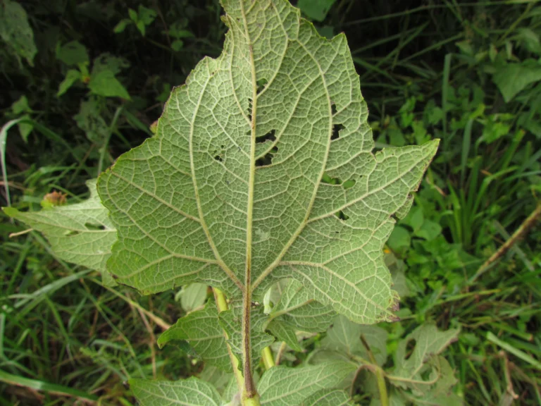 Smallanthus araucariophilus (12)
