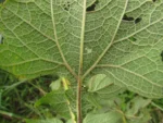 Smallanthus araucariophilus (13)
