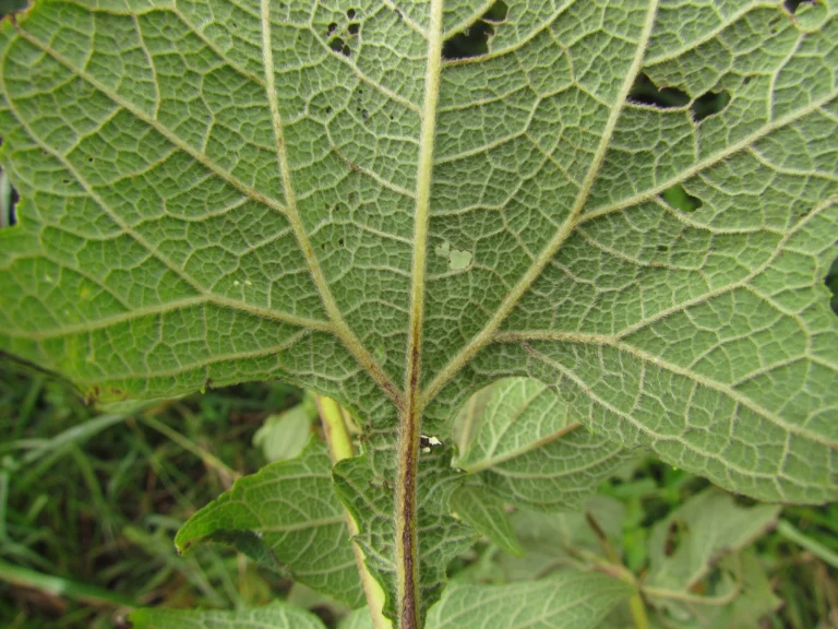 Smallanthus araucariophilus (13)