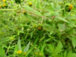 Sigesbeckia orientalis (39)