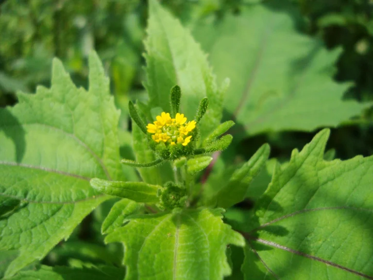 Sigesbeckia orientalis (34)