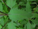 Sigesbeckia orientalis (31)