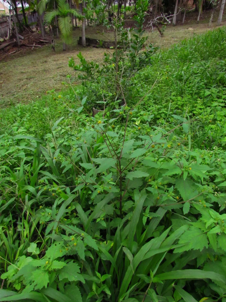 Sigesbeckia orientalis (32)