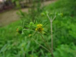 Sigesbeckia orientalis (25)
