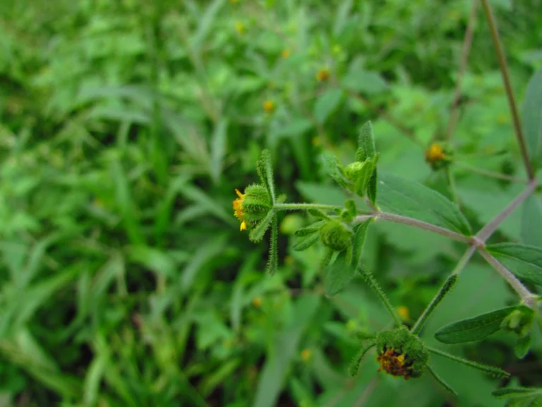 Sigesbeckia orientalis (26)