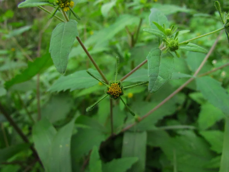 Sigesbeckia orientalis (27)