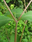 Sigesbeckia orientalis (19)