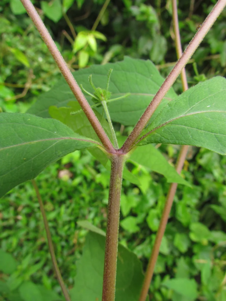 Sigesbeckia orientalis (19)