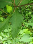 Sigesbeckia orientalis (17)