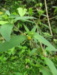 Sigesbeckia orientalis (16)