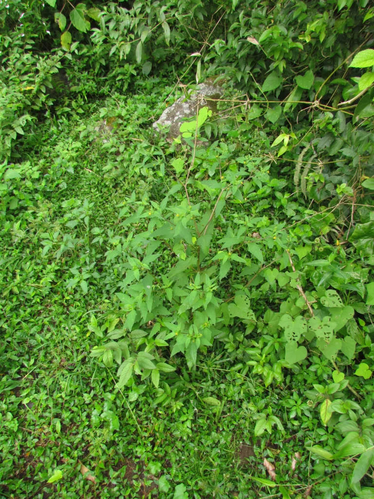 Sigesbeckia orientalis (13)