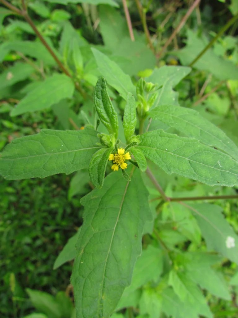 Sigesbeckia orientalis (15)