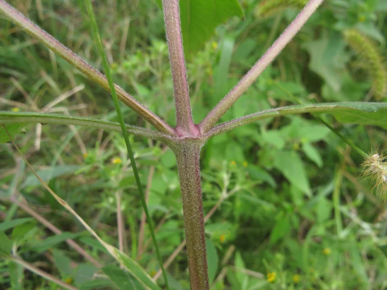 Sigesbeckia orientalis (10)