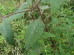 Sigesbeckia orientalis (7)