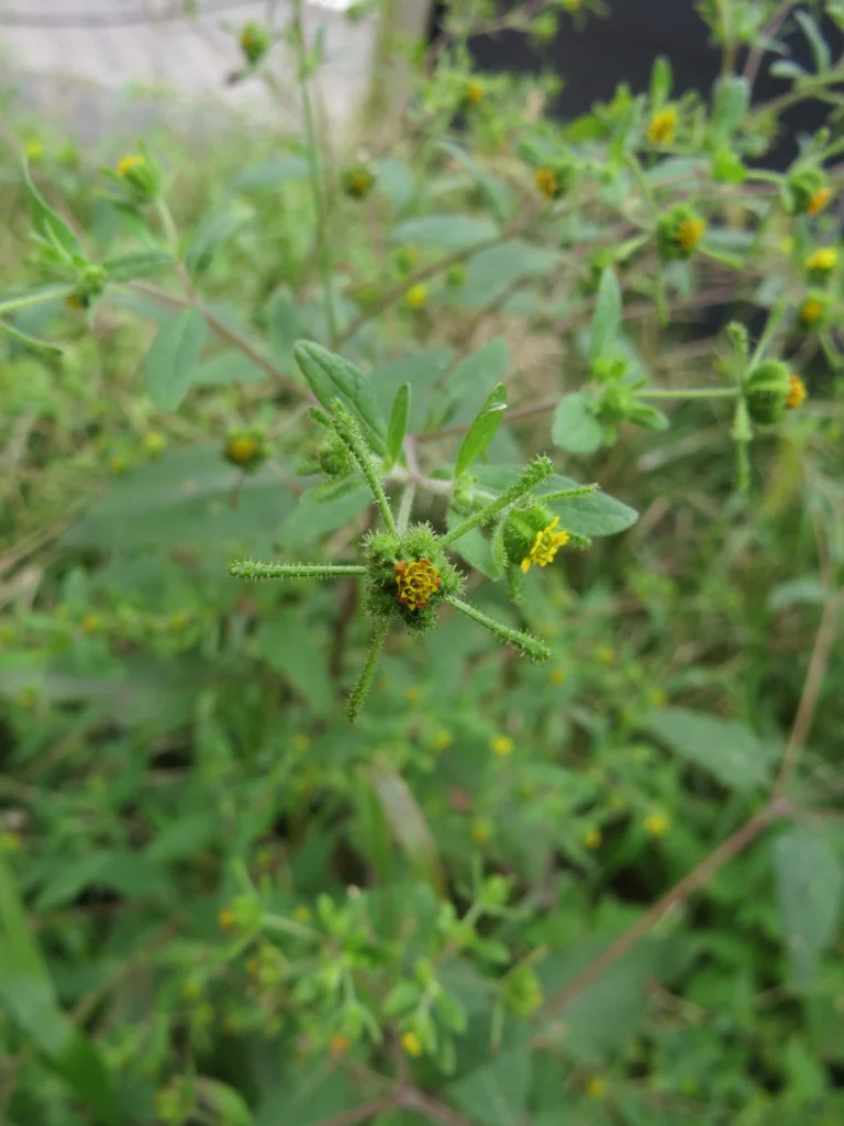 Sigesbeckia orientalis (4)
