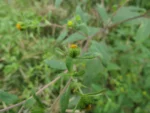 Sigesbeckia orientalis (3)