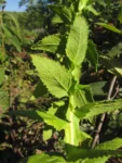 Pterocaulon polystachium (9)
