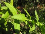 Pterocaulon polystachium (6)