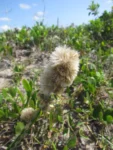Pterocaulon lorentzii (43)