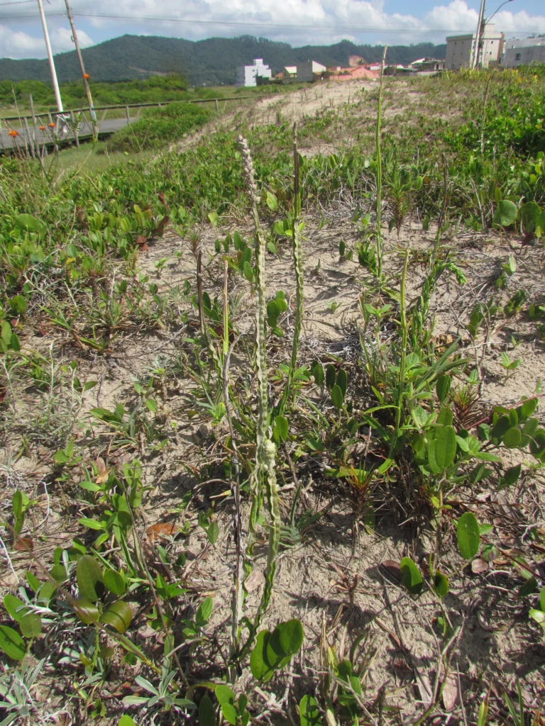 Pterocaulon lorentzii (44)