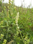 Pterocaulon lorentzii (33)
